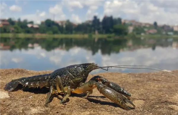 △ 大理石纹螯虾