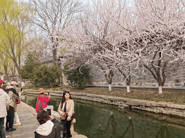 三里河公园成为春日“顶流”，市民游客纷纷打卡。新京报记者 王巍 摄