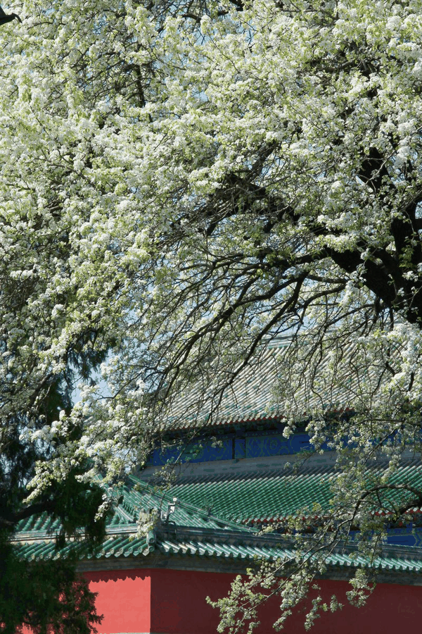 天坛公园，杜梨是北京春日热门打卡机位。资料图片/新京报记者 薛珺 摄