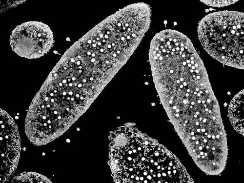 图片来源：M. Maeder