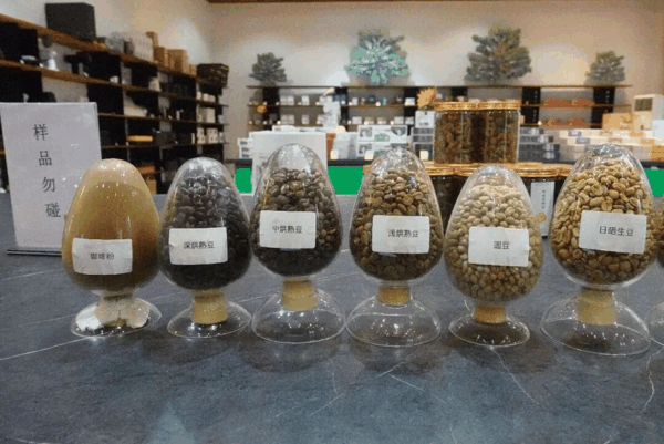 云南咖啡豆。科技日报记者 赵汉斌 摄