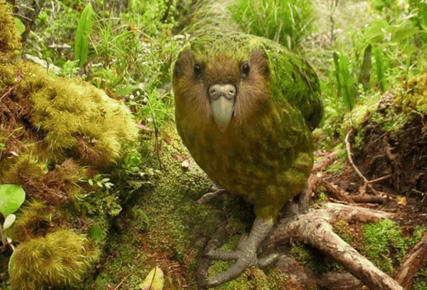 世界最胖鹦鹉逆转少子化 破纪录孵出105只