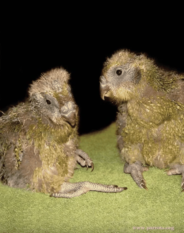 世界最胖鹦鹉逆转少子化 破纪录孵出105只