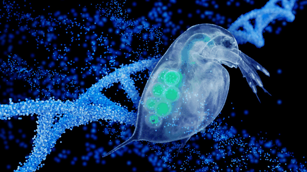 Daphnia-DNA.jpg