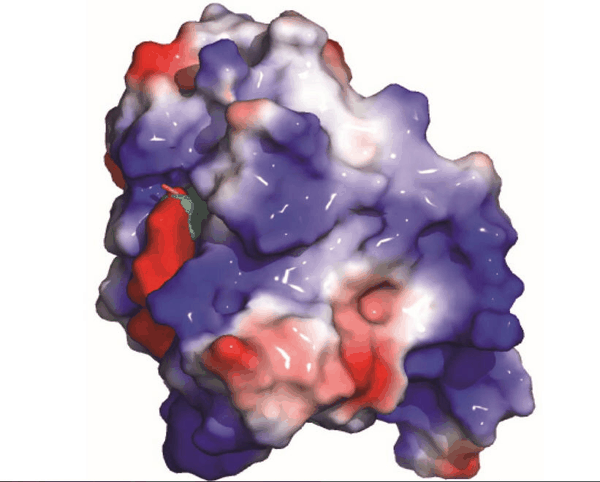 YTHDF2-Protein.jpg