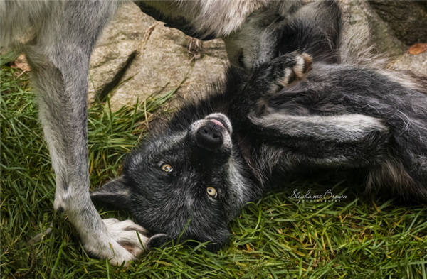 △ 狼打不过就会露肚皮表示服从，宠物狗也继承了这点