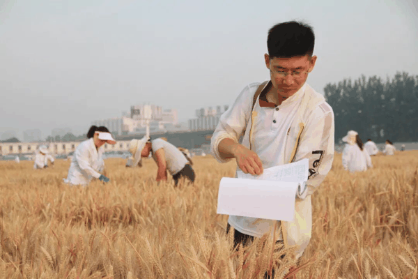 夏收期间，曹新有研究员在试验田选择育种材料。