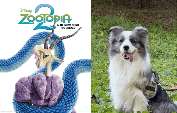 提示词：将参考图 1 中的主体角色替换为参考图 2 的宠物，保持参考图 1 的其他元素不变，俏皮可爱，宠物特征不变