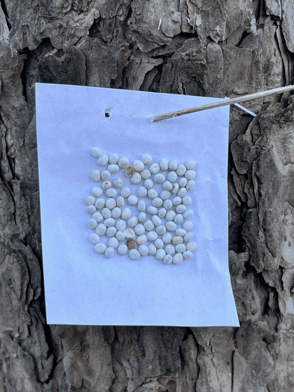 粘满柞蚕卵的卵卡被固定在树木上，卵中孵育着天敌赤眼蜂。杨俊供图