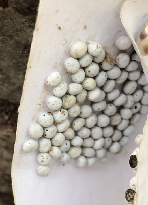 刚羽化的赤眼蜂（白色卵粒上的小黄点）。杨俊供图