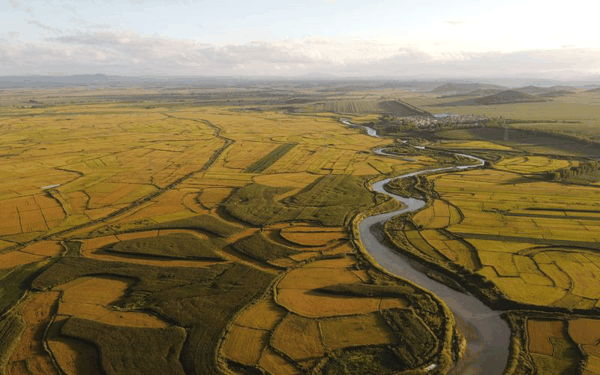 2023年9月，黑龙江即将成熟的稻田。资料图片/新京报记者 周怀宗 摄