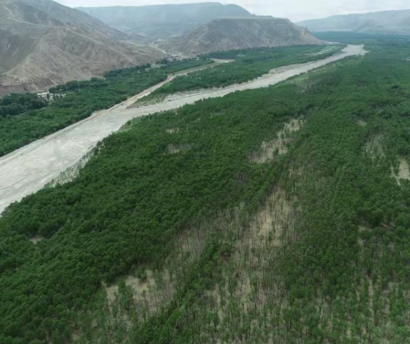 在世界屋脊当“树医”,开出“树癌”处方