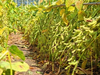 智斗植物瘟疫:从识破诱饵到激活“哨兵”