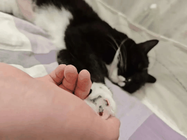 石石和她的小猫，受访者供图