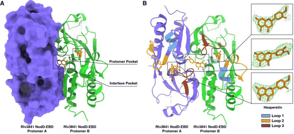 豌豆根瘤菌NodD蛋白与橙皮素复合物的结构示意图。本文图片均为 中国科学院分子植物科学卓越创新中心供图