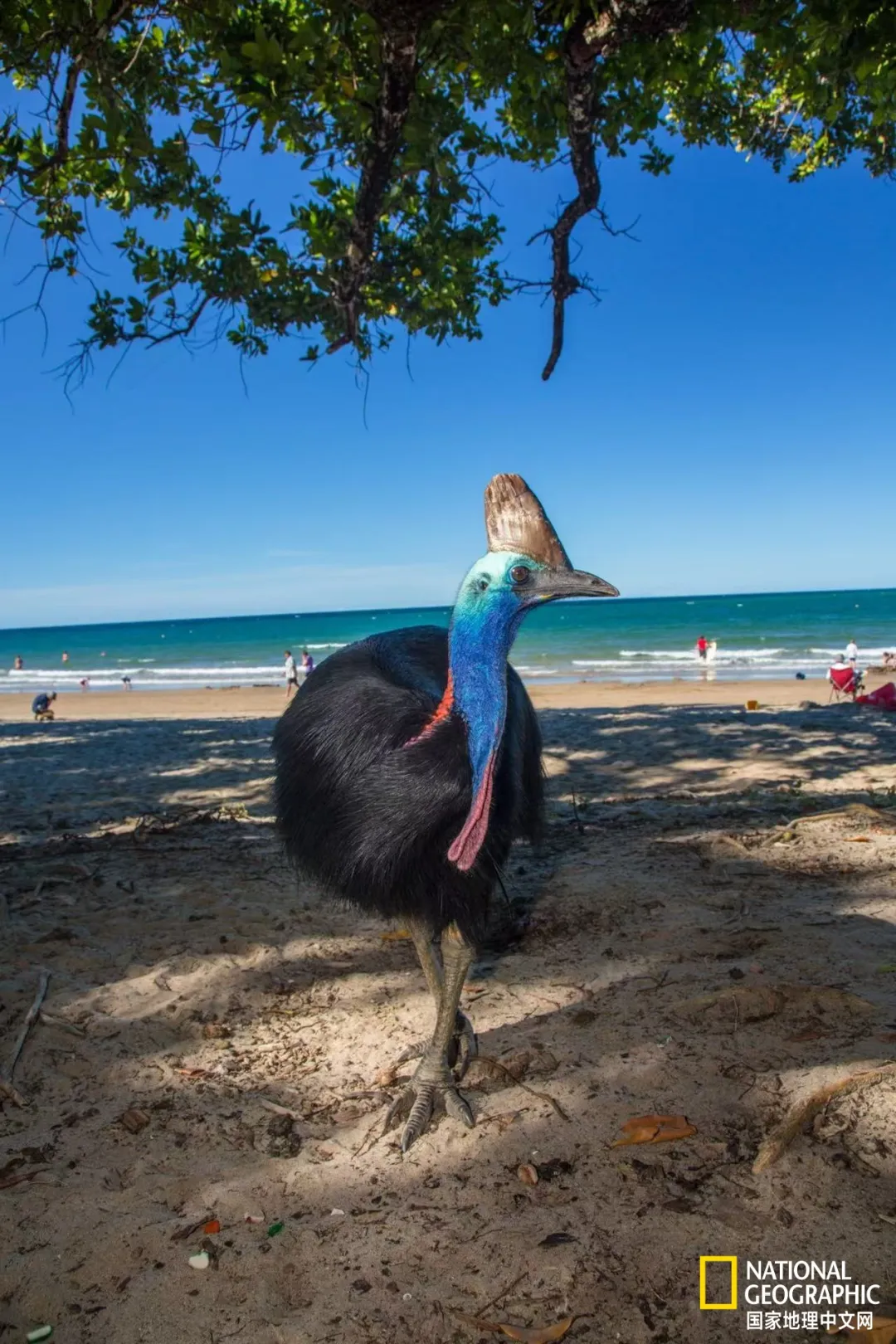两起致人死亡事件：它是世界上最危险的鸟