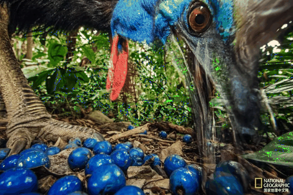 两起致人死亡事件：它是世界上最危险的鸟