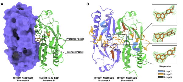 ▲ 豌豆根瘤菌 NodD 蛋白与橙皮素复合物的结构示意图