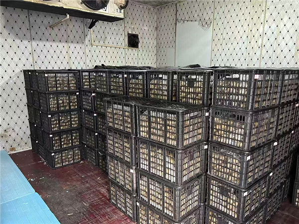 猕猴桃在冷库中预冷和储存（作者拍摄）