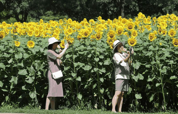 ▲北京奥林匹克森林公园，游客在向日葵花田手持向日葵雪糕，边吃边拍。新京报记者 王飞 摄