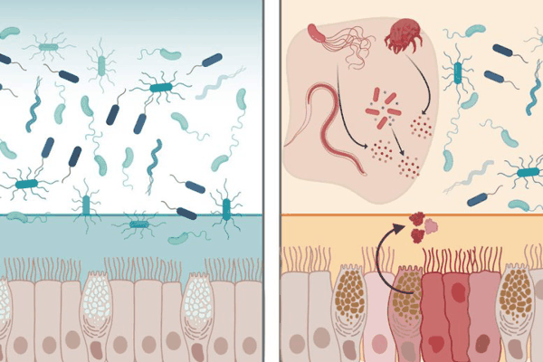▲ 左图显示它可稳定健康组织上的黏液层。右图显示它可中和发炎胃肠道中的细菌。