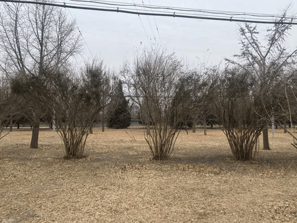 天坛公园西北外坛，修剪后的小叶女贞。受访者供图