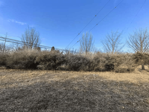 天坛公园西北外坛，小叶女贞修剪前的景象。受访者供图