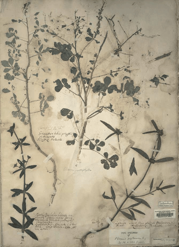 3 保罗·赫尔曼的腊叶标本页 第2页-4.PNG