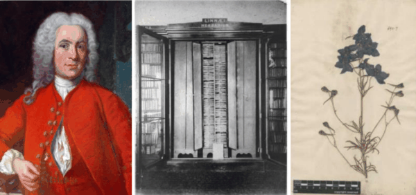 2 卡尔·林奈的肖像1(左)、他定制的橱柜照片(中)及大花.png