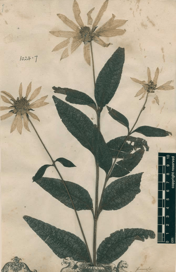 6 糙叶向日葵(Helianthus strumosus L.)模式标本 第3页-6.PNG