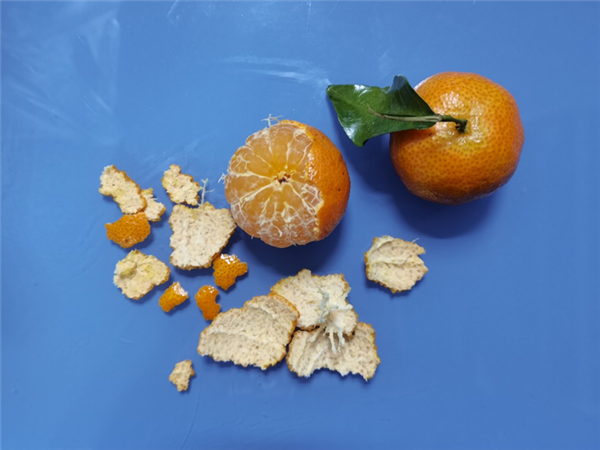 新鲜砂糖橘皮薄且脆，剥起来会比较碎。图片来源：作者提供