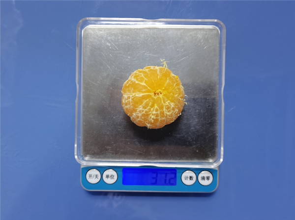 大砂糖橘 30 克左右（直径约 4.5 cm）。图片来源：作者提供