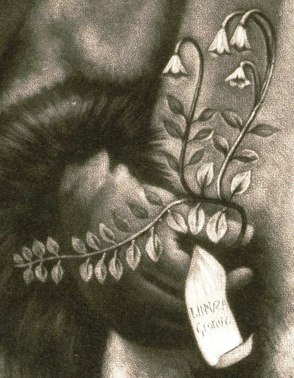 图3 北极林奈花。出自《身着萨米服饰的林奈》的细节图.jpg