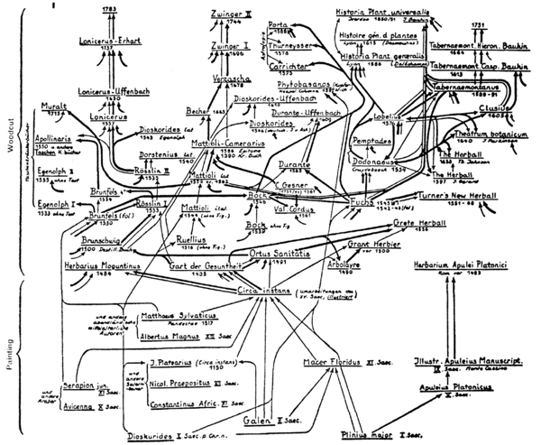 图4.6 从迪奥斯科里德斯开始，草药学家及其著作之间的相互.png