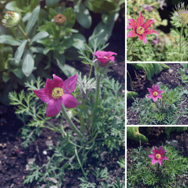 图4-2-2 欧白头翁（Pulsatilla vulgaris Mill.）.png
