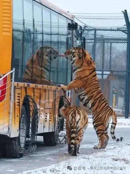 园区喂养的东北虎。