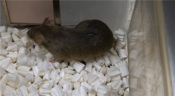 △ 来自《自然通讯》