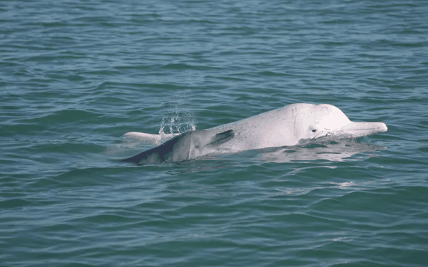 ▲白海豚妈妈带着一头海豚幼崽。图/红星新闻