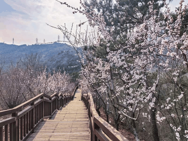 雁栖湖示范区西山栈道。图/北京怀柔微信公众号