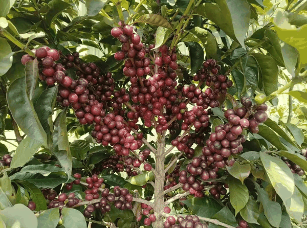一家咖啡庄园中的咖啡鲜果。受访者供图