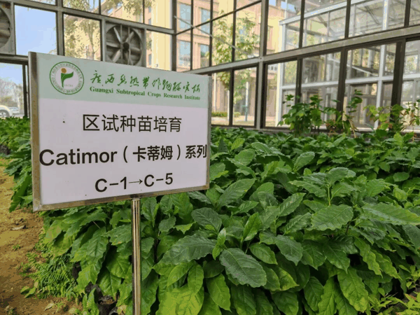 广西咖啡种苗繁育研究基地。科技日报记者 刘昊 摄