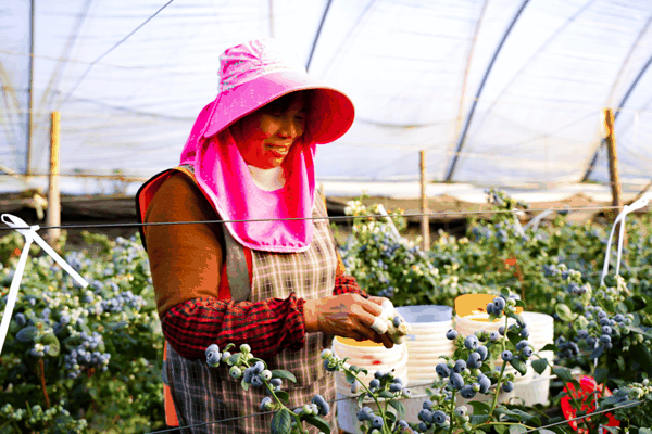 ▲受益于拼多多“百亿减免”，很多农货商家年省数十万费用。（闵杉 摄）