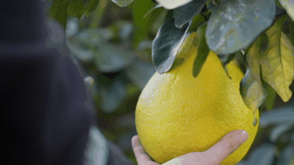 ▲梅州柚子由“论斤贱卖”升级为“按个精品”。（李孟麟 摄）