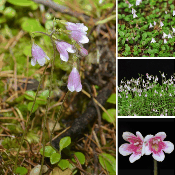 图1- 北极花(Linnaea borealis L.).png