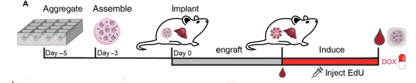 图 | 活体异位肝组织移植组装和植入示意图。（来源：DOI: 10.1126/sciadv.adz8362）