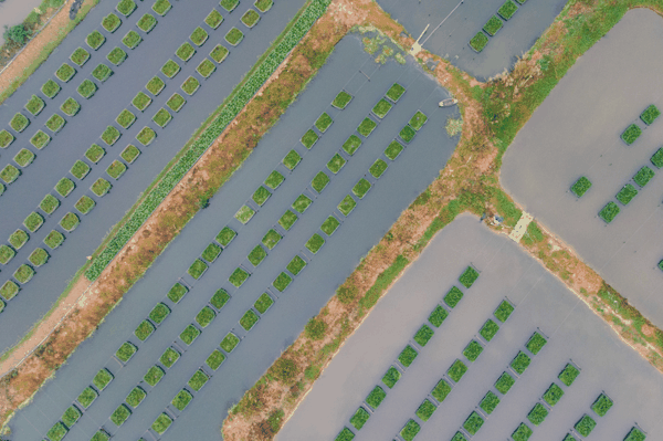 ▲资料图：某地的黄鳝养殖网箱。图/新华社