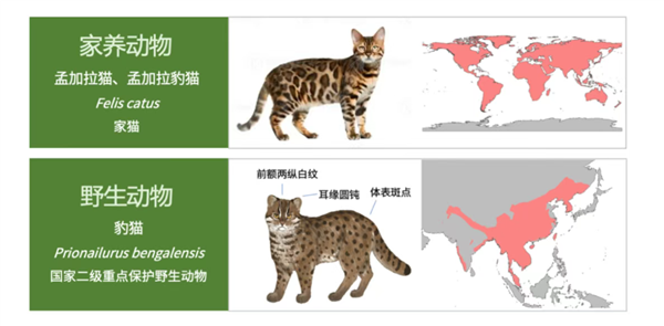 △ 家猫的豹猫品种和真正豹猫的区别，图片：格物论道/订阅号
