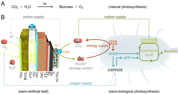 图丨自然光合作用与工程化光合作用（来源：JACS）