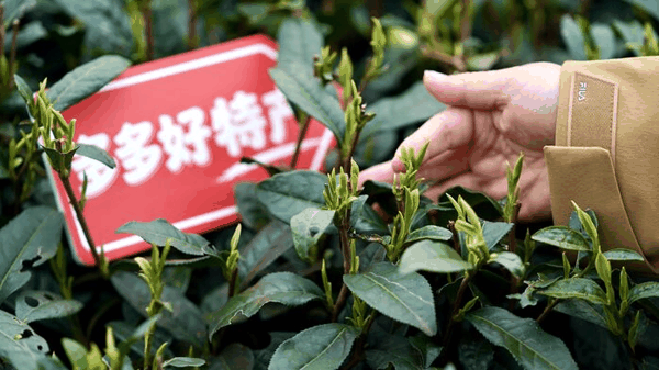 铜仁抹茶