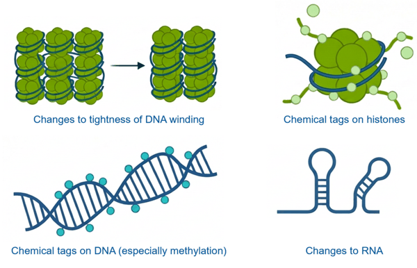 （来源：Life Biosciences）